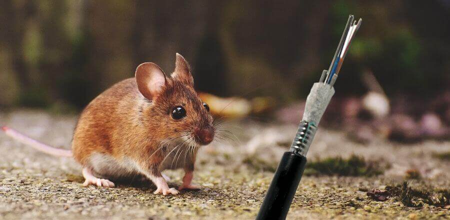 GL-FIBER Anti-Rodent & Biologically Protective Optical Cables
